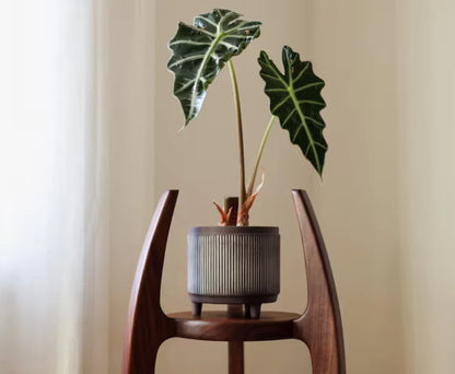The Nexus Wooden Plant Stand | Teak Wood